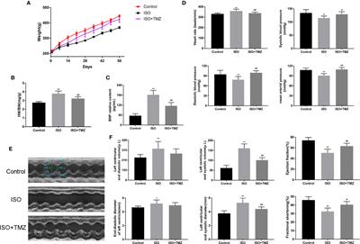 Trimetazidine Ameliorates Myocardial Metabolic Remodeling in Isoproterenol-Induced Rats Through Regulating Ketone Body Metabolism via Activating AMPK and PPAR α